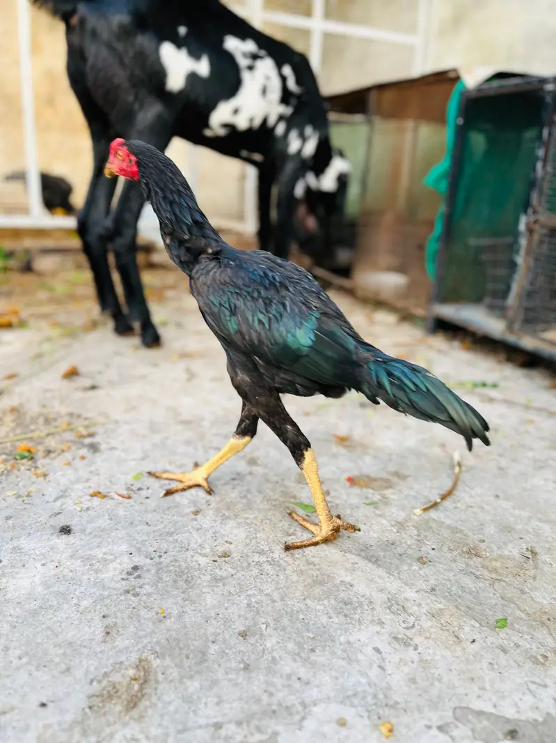 aseel murga — photo 5