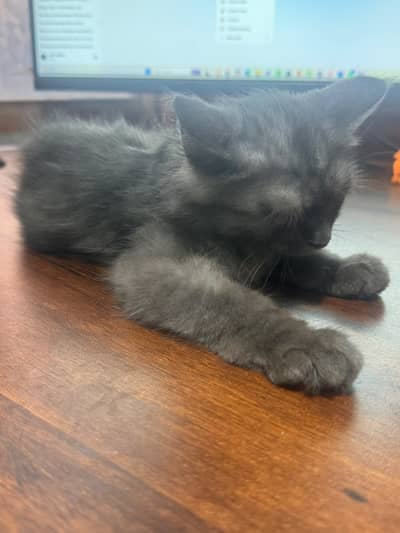 3 Months Old Grey Kitten – Vaccinated & Healthy
