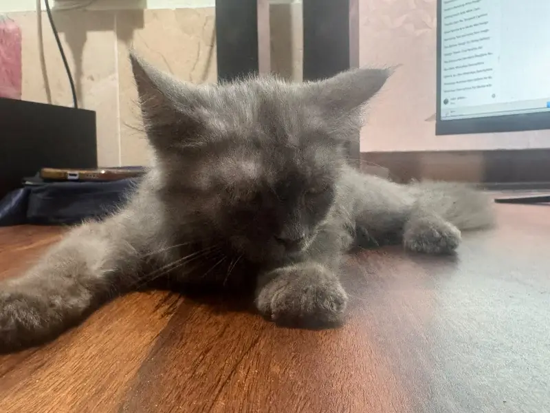 3 Months Old Grey Kitten – Vaccinated & Healthy — photo 2