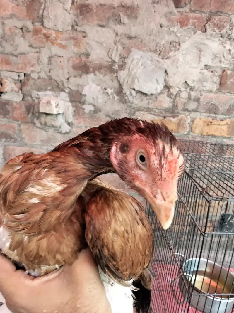 Pure Mainwali Aseel murgi eggs dey Rahi ah abi 3 deye ah 0309/9019/811 — photo 2