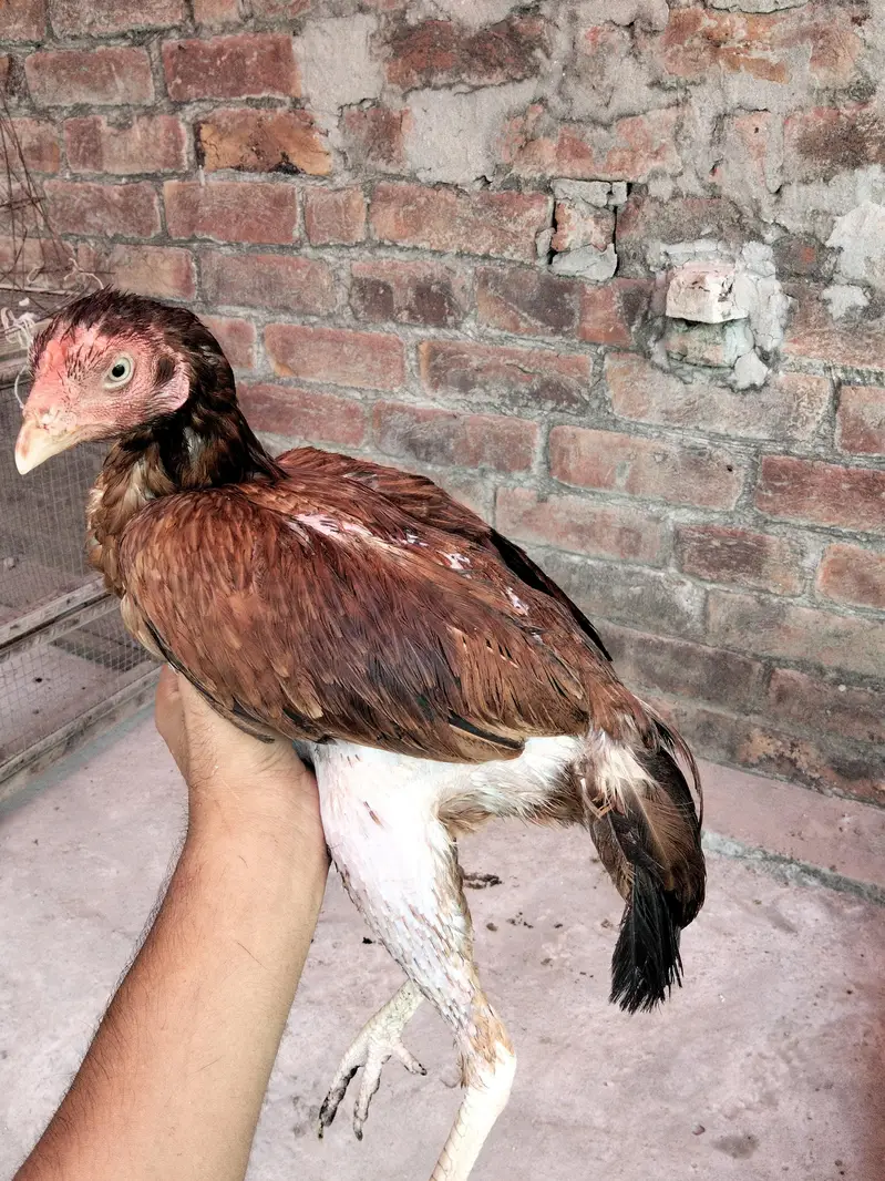 Pure Mainwali Aseel murgi eggs dey Rahi ah abi 3 deye ah 0309/9019/811 — photo 3