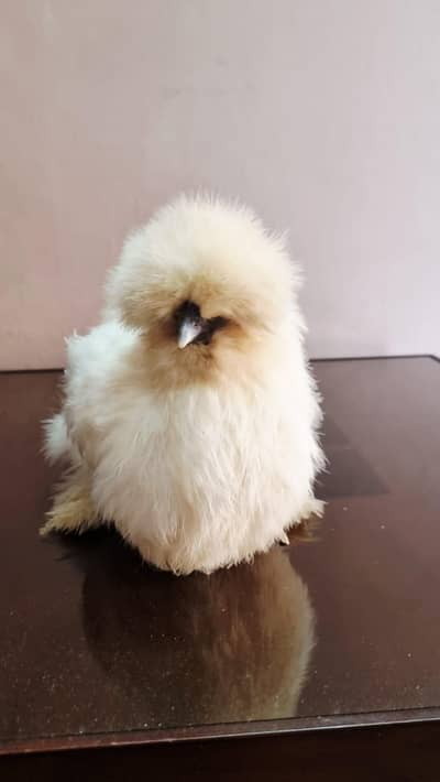 white imported silkie chick's available and eggs