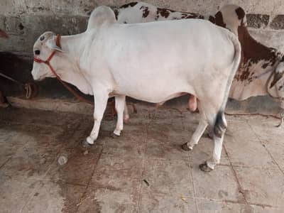 Genna bachra