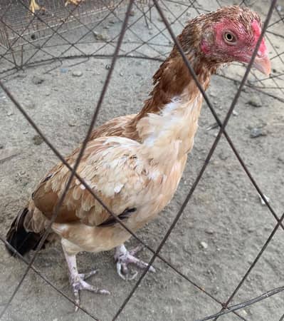 Aseel hens