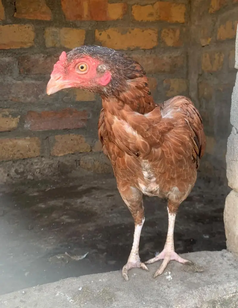 Aseel hens — photo 2