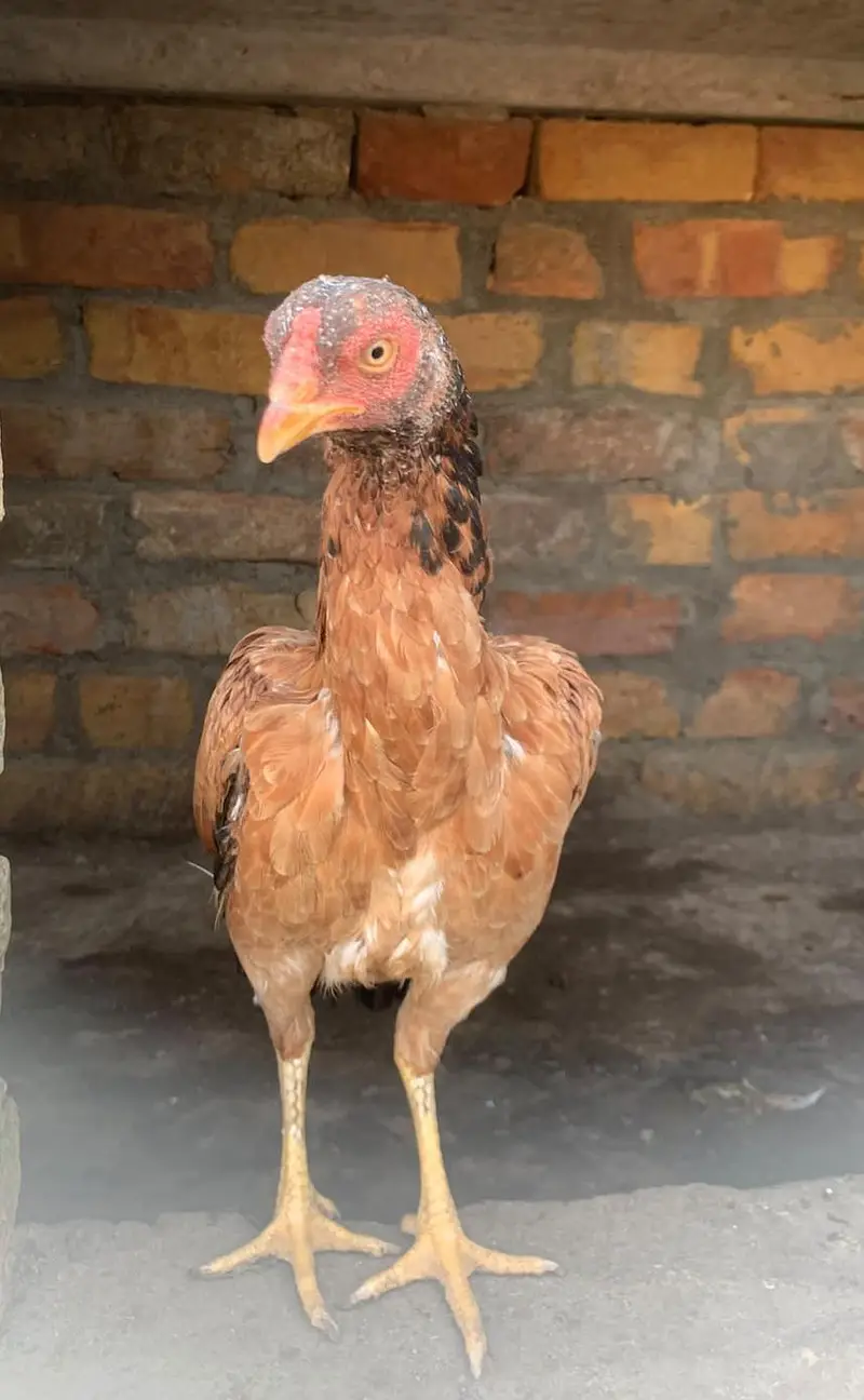 Aseel hens — photo 3