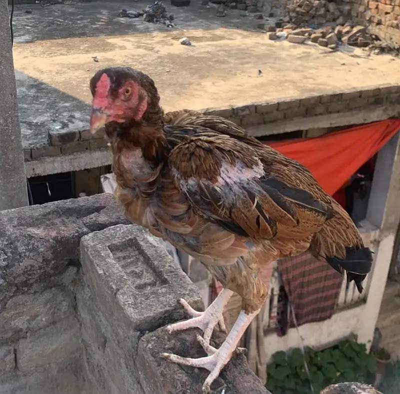 Aseel hens — photo 4