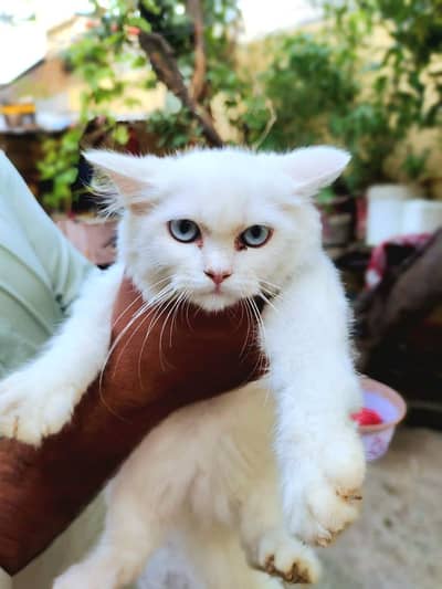 pregnant female cat available and 3 kittens  also available