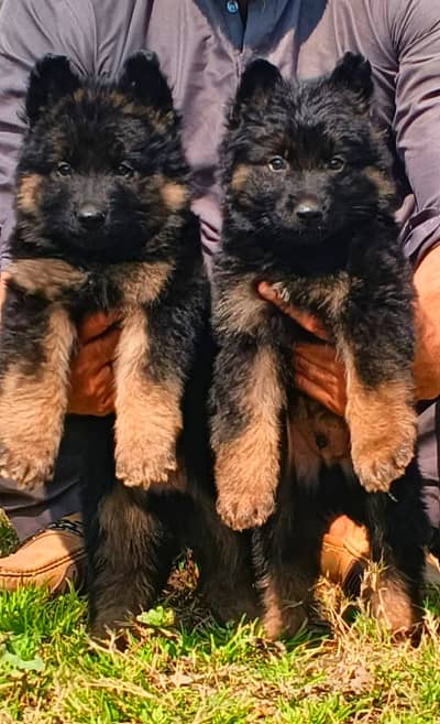 German Pupps | German Shepherd Pupps | GSD black puups For Sale