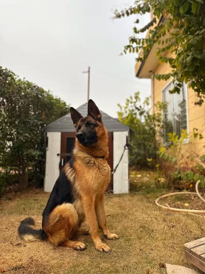German shepherd female