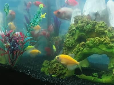 glow Tetra fishes