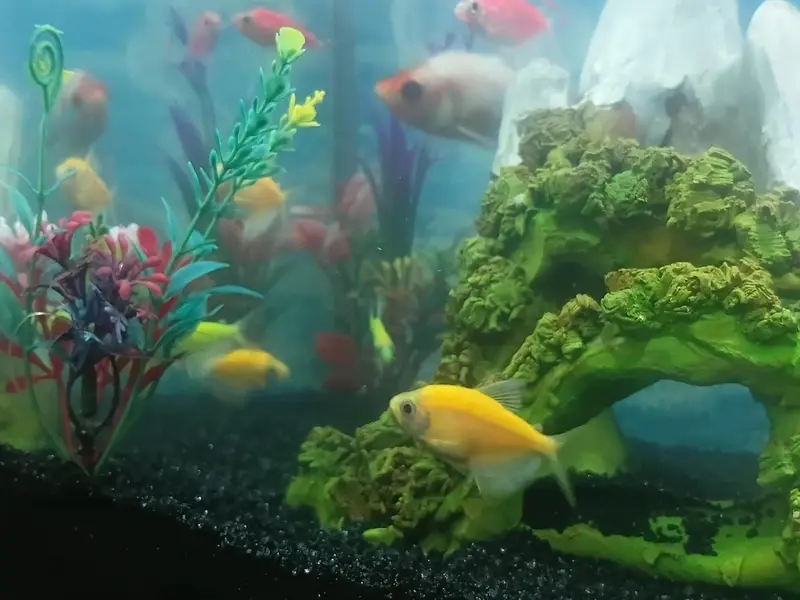 glow Tetra fishes