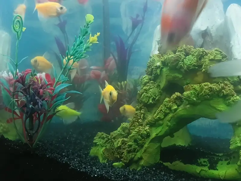glow Tetra fishes — photo 2