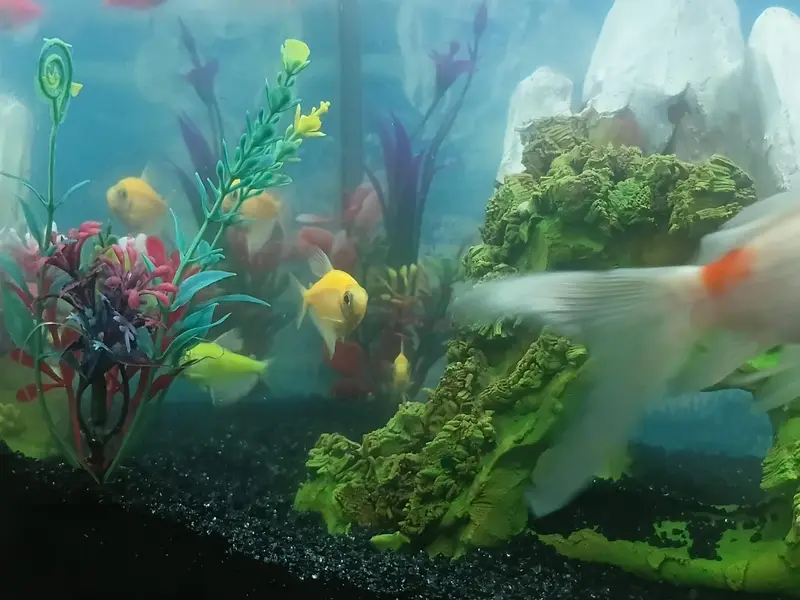 glow Tetra fishes — photo 3
