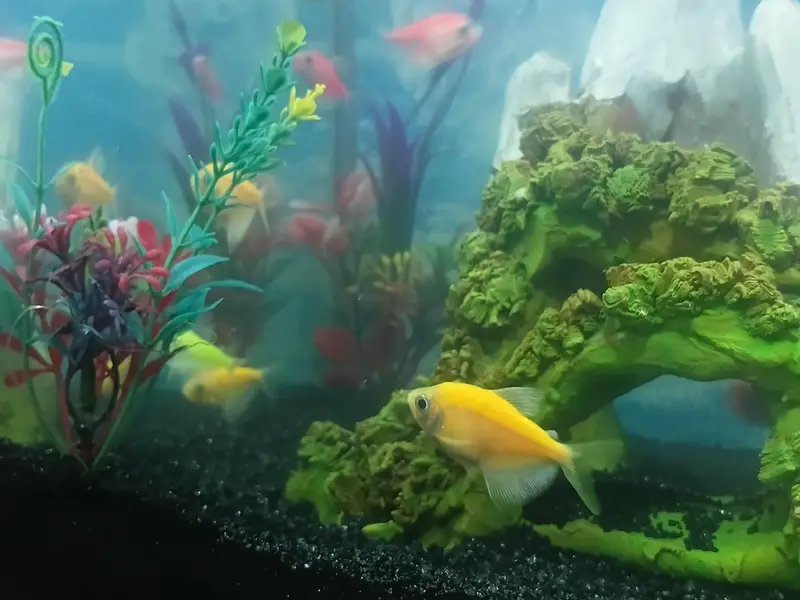 glow Tetra fishes — photo 4