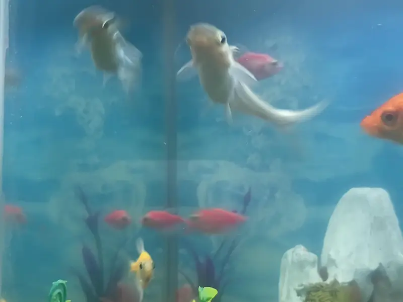 glow Tetra fishes — photo 5