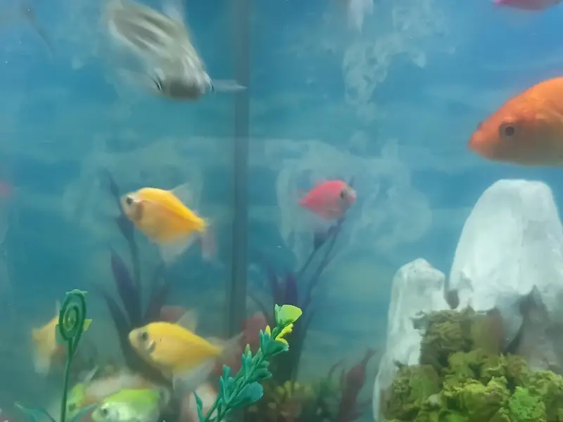 glow Tetra fishes — photo 6