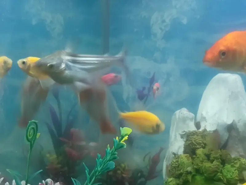 glow Tetra fishes — photo 7