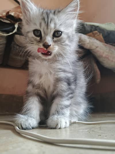 adorable kitten