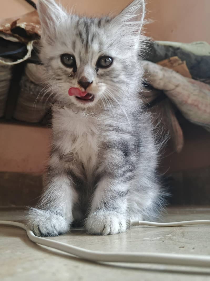 adorable kitten 0