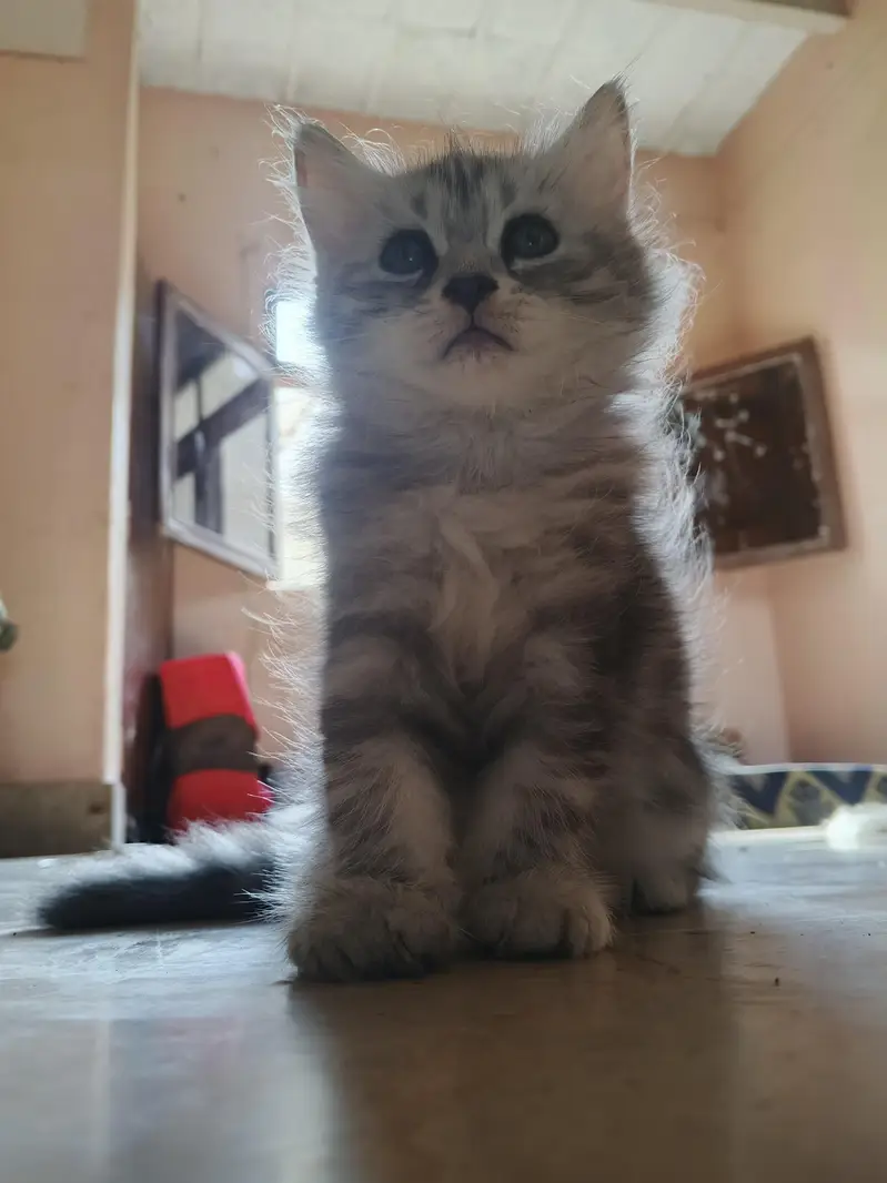 adorable kitten — photo 2