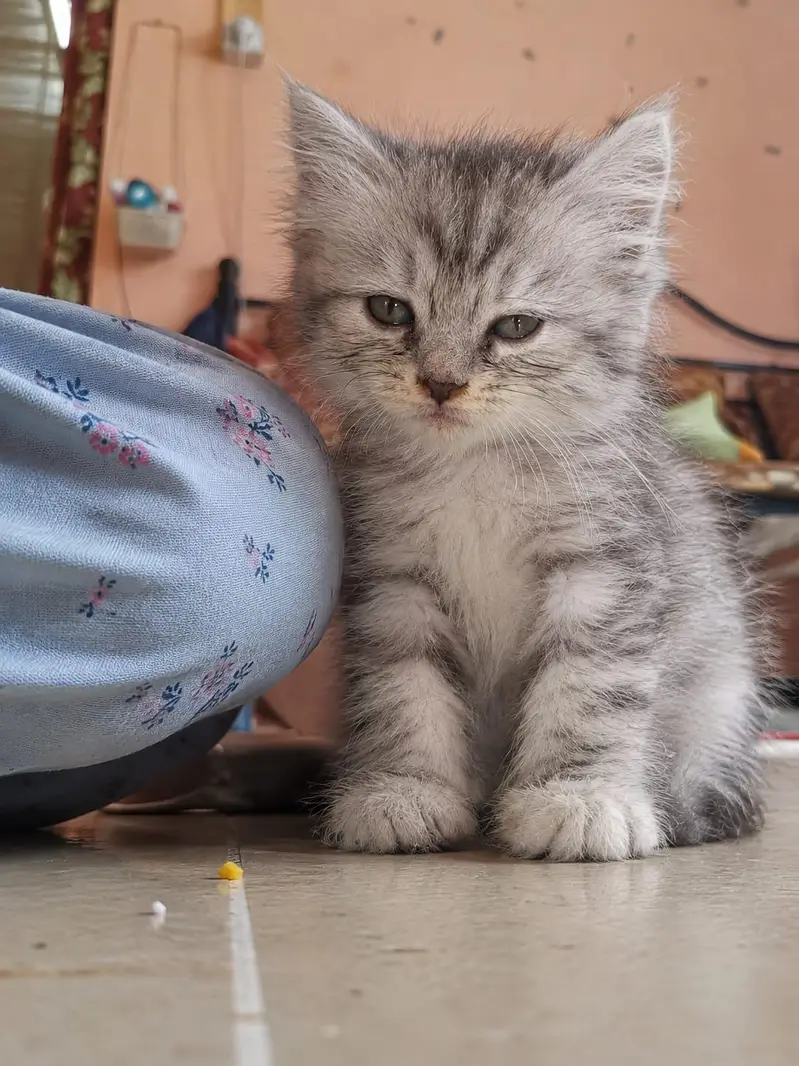 adorable kitten — photo 3