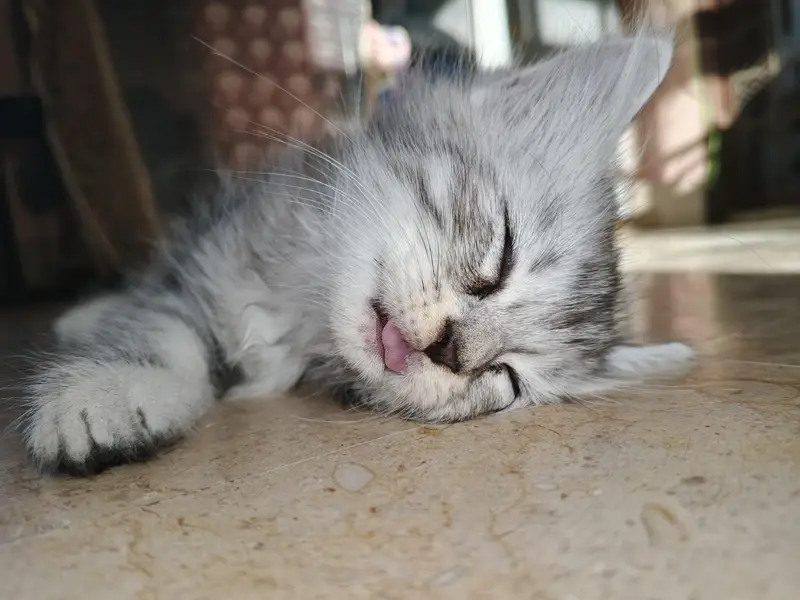 adorable kitten — photo 5