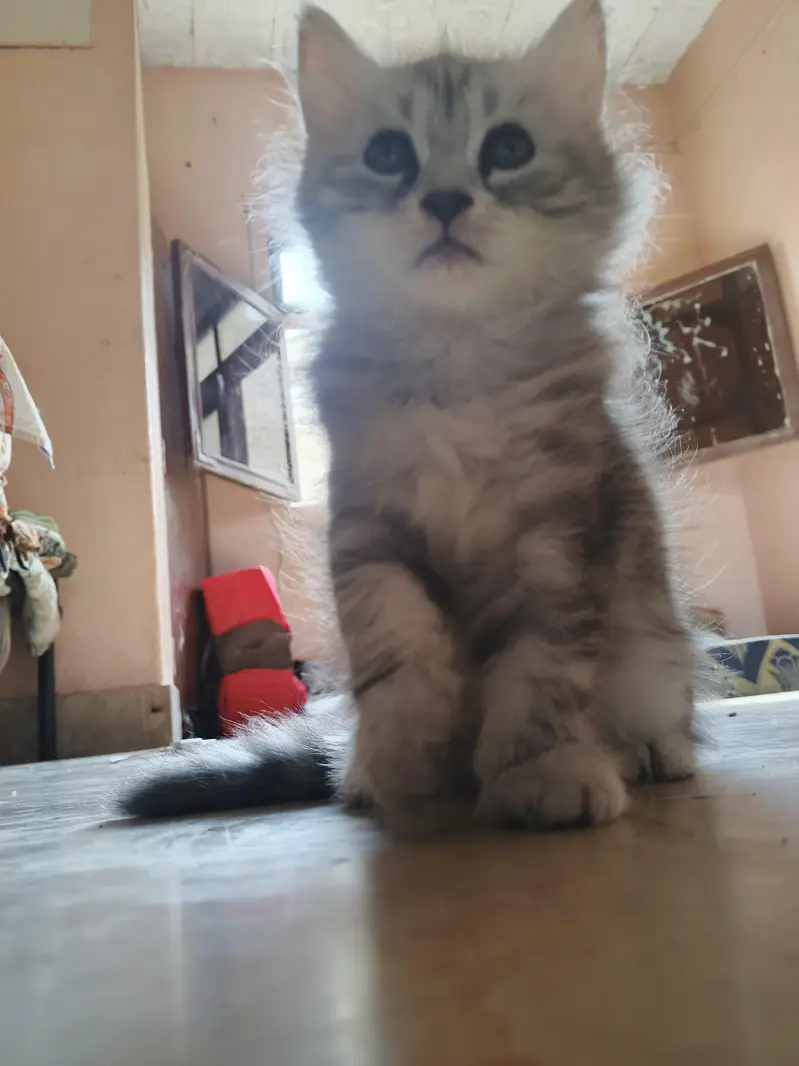 adorable kitten — photo 6