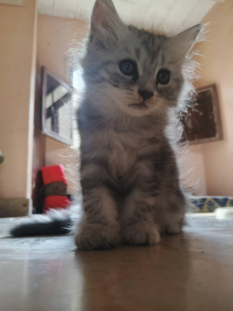 adorable kitten 6