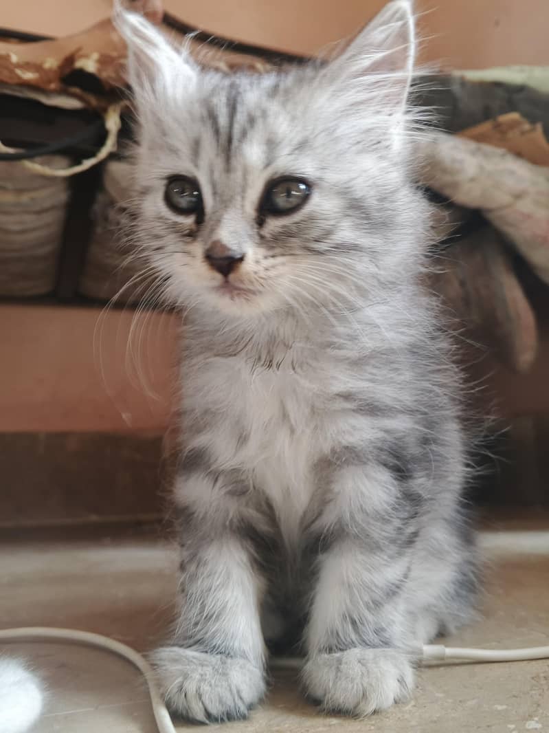 adorable kitten 7