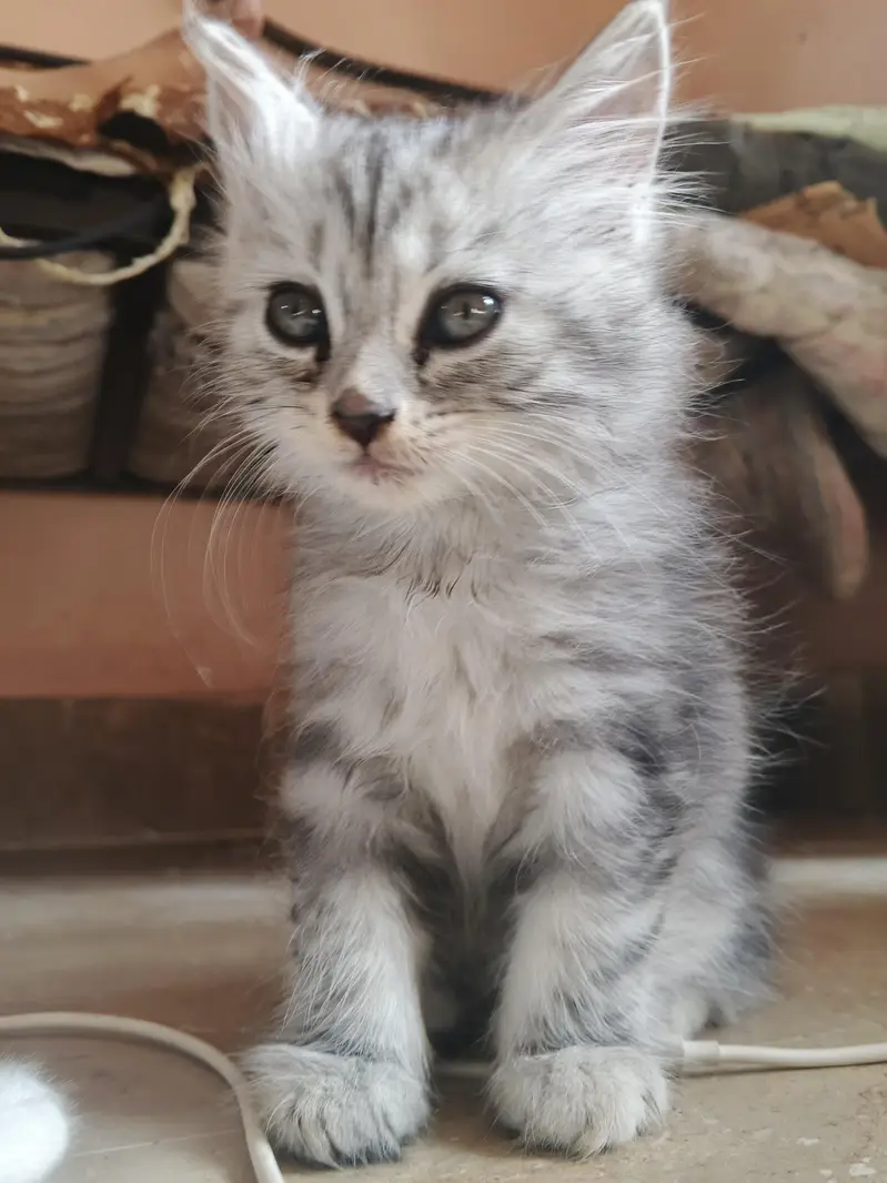 adorable kitten — photo 8