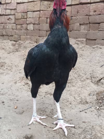 Mianwali Aseel male