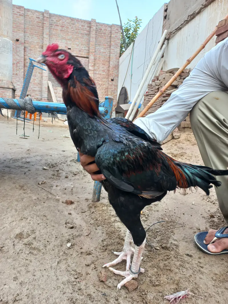 Mianwali Aseel male — photo 2