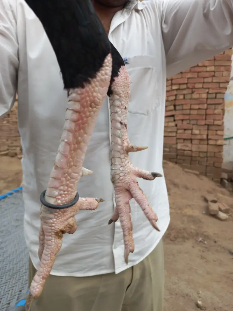 Mianwali Aseel male — photo 3