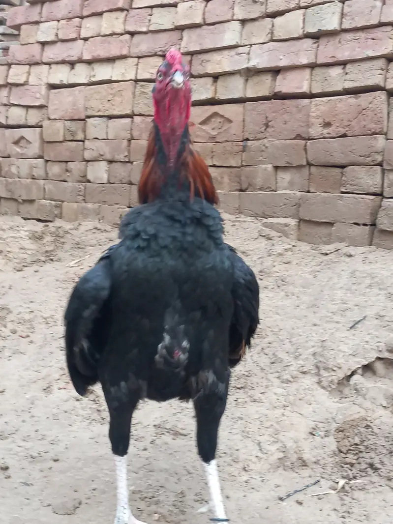 Mianwali Aseel male — photo 4