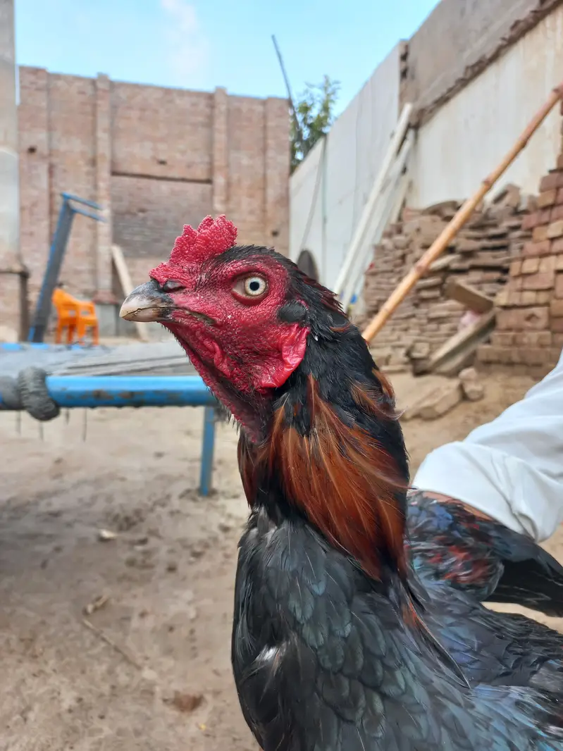 Mianwali Aseel male — photo 6