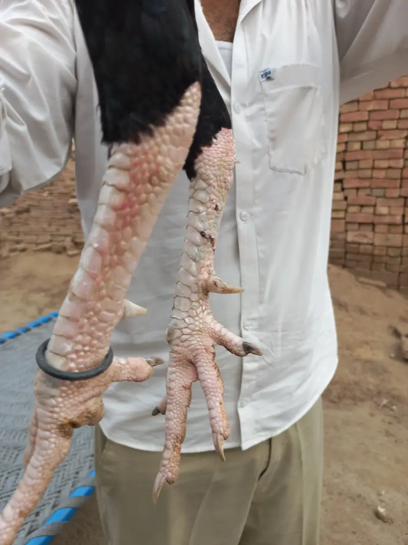 Mianwali Aseel male — photo 7