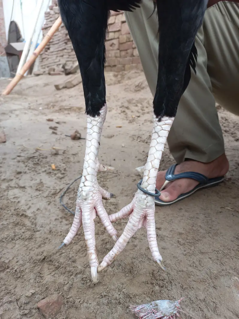 Mianwali Aseel male — photo 8