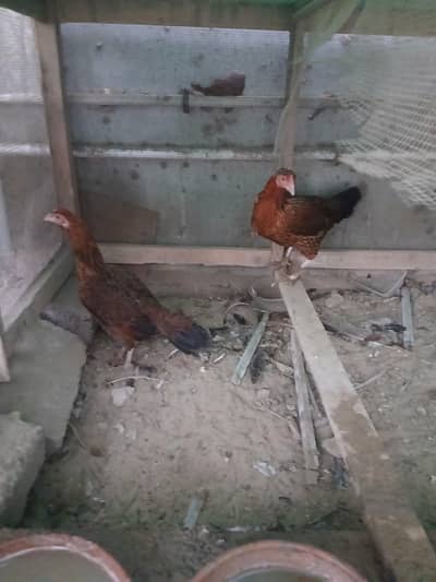 3wyandotte hens availavle