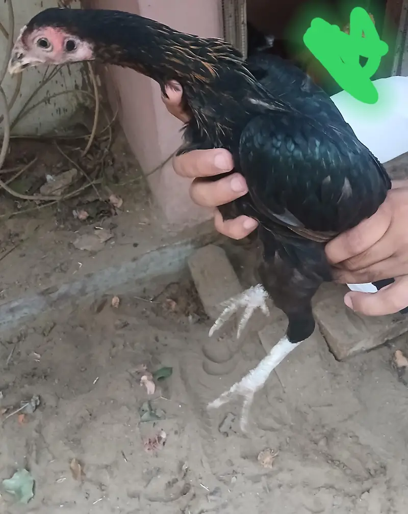 3wyandotte hens availavle — photo 2