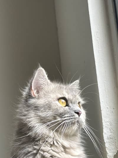 Persian Female Cat and Female Kitten for sale