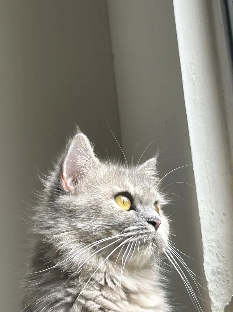 Persian Female Cat and Female Kitten for sale — photo 2