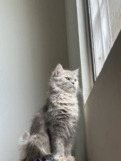 Persian Female Cat and Female Kitten for sale