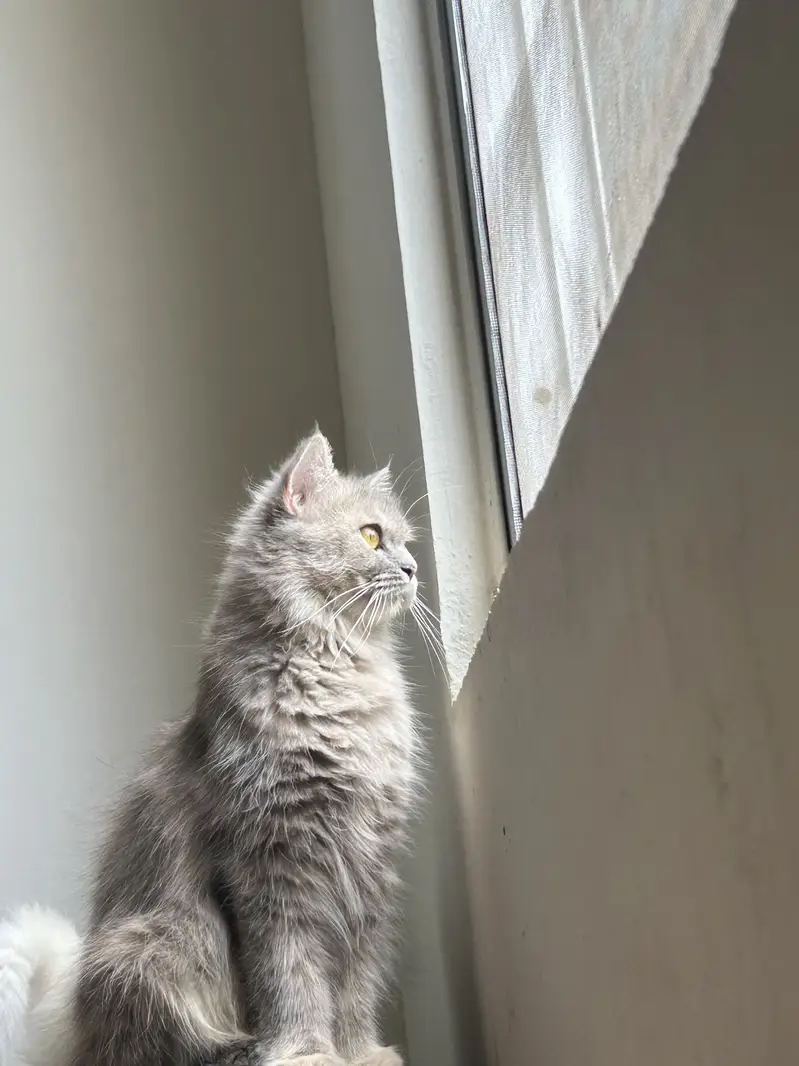 Persian Female Cat and Female Kitten for sale — photo 3