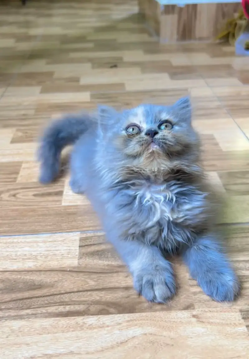 Persian Female Cat and Female Kitten for sale — photo 4