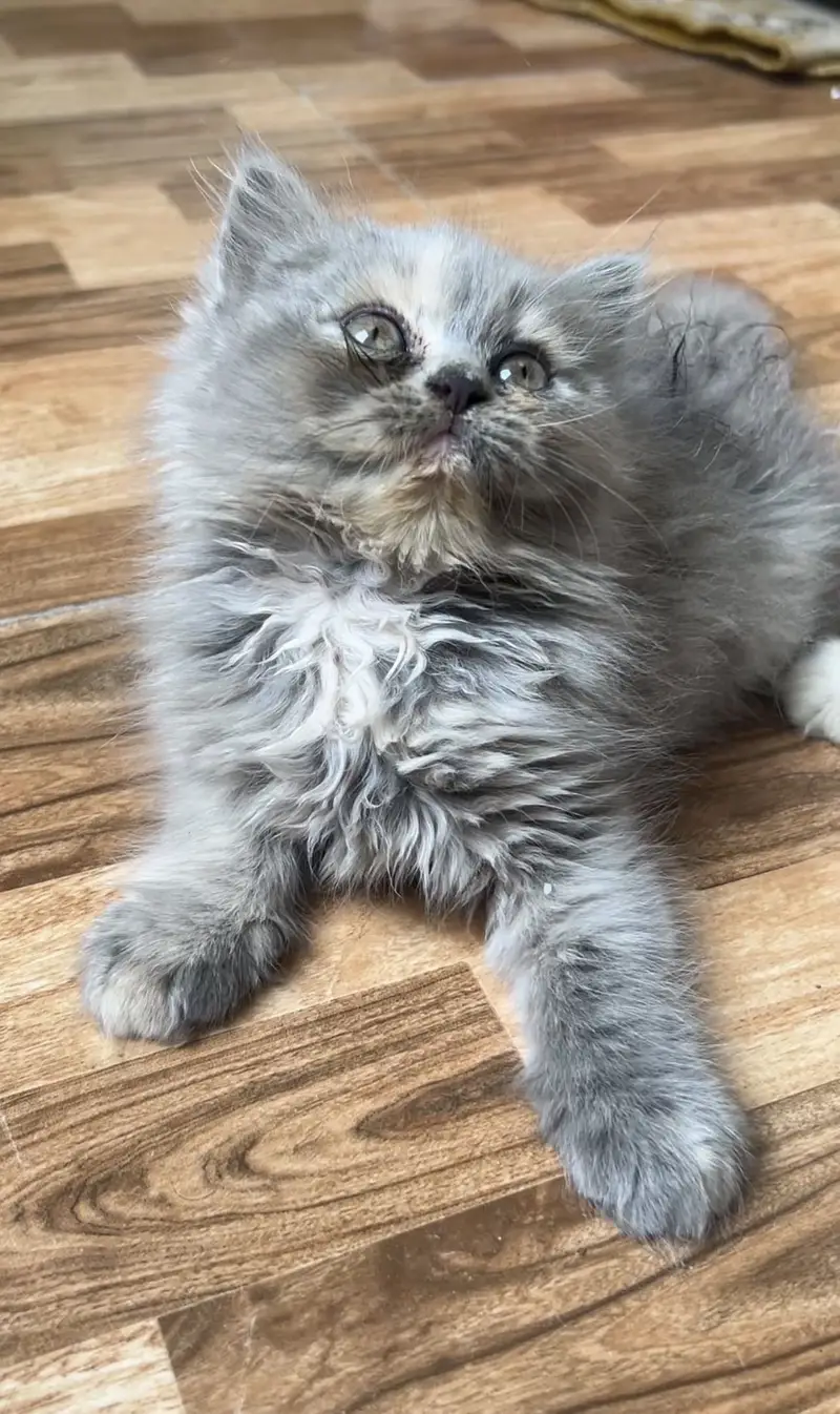 Persian Female Cat and Female Kitten for sale — photo 5