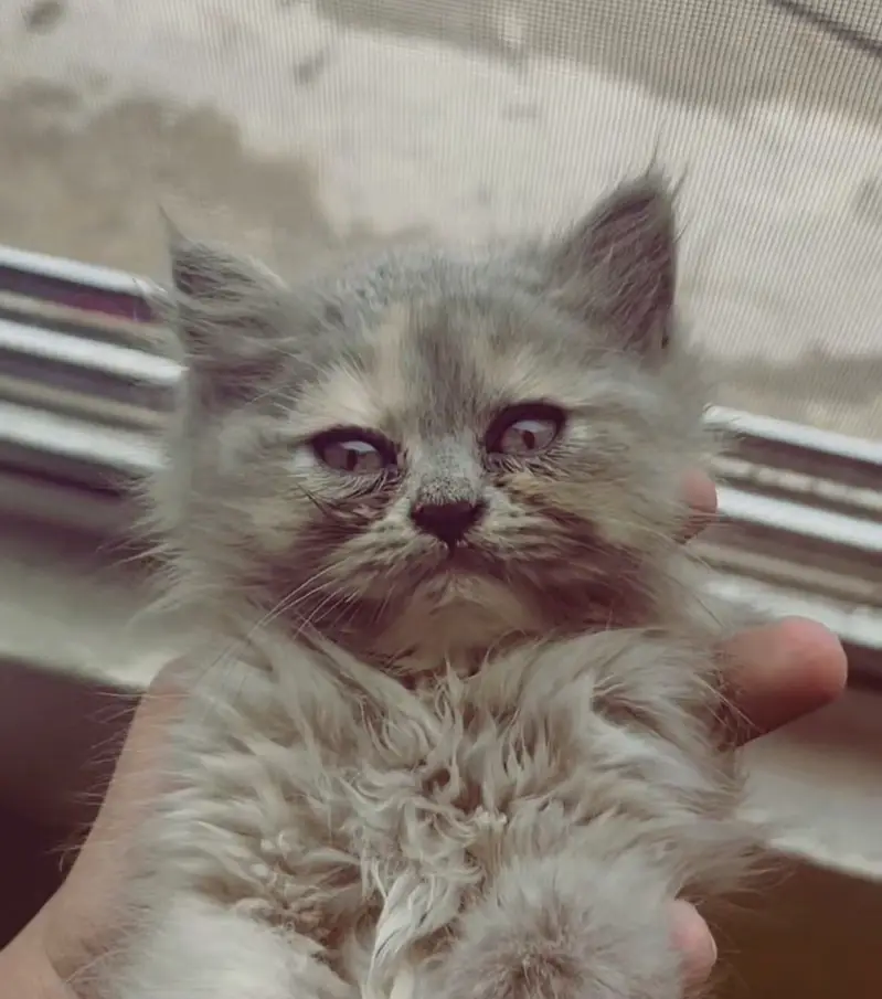 Persian Female Cat and Female Kitten for sale — photo 6