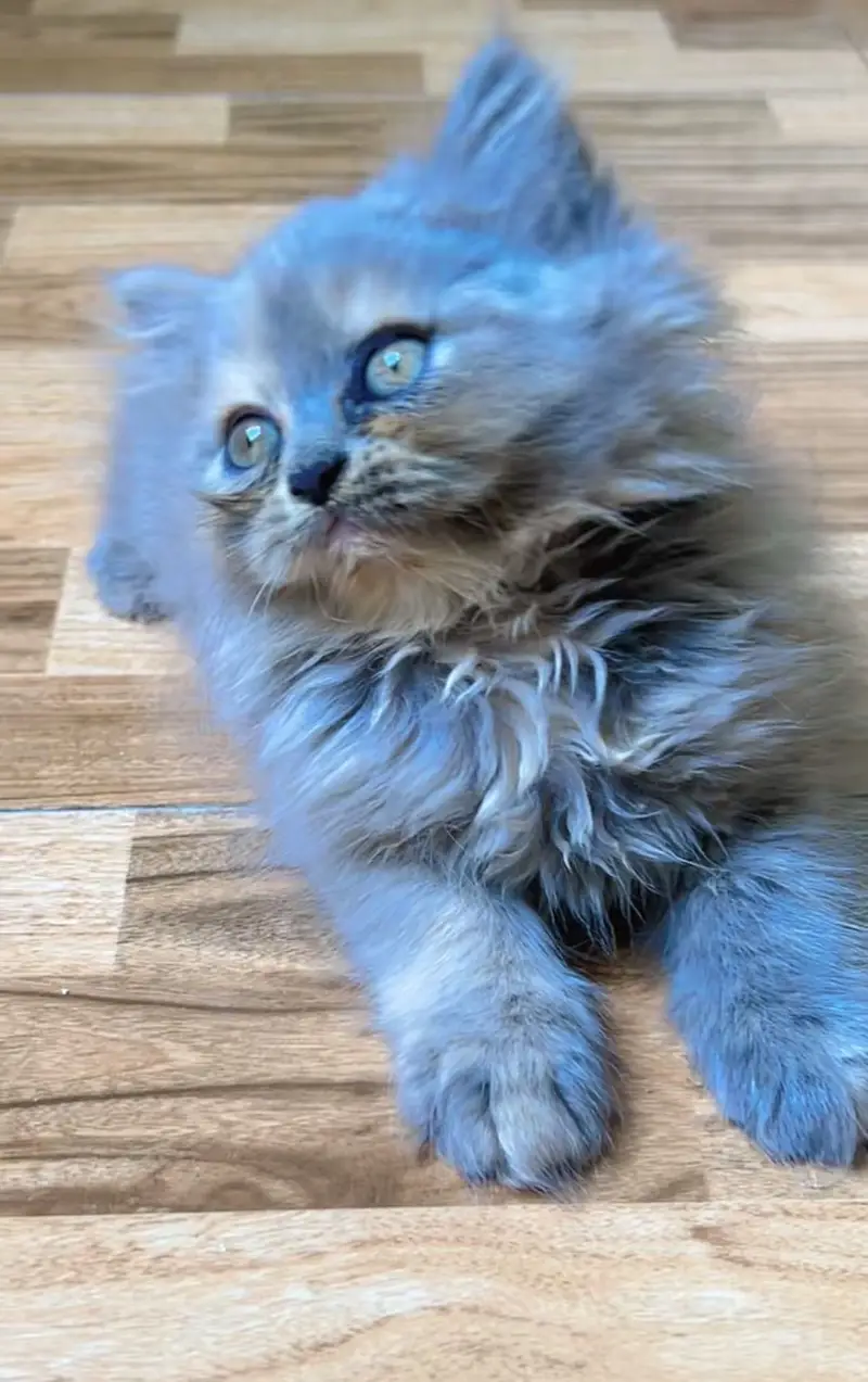 Persian Female Cat and Female Kitten for sale — photo 7