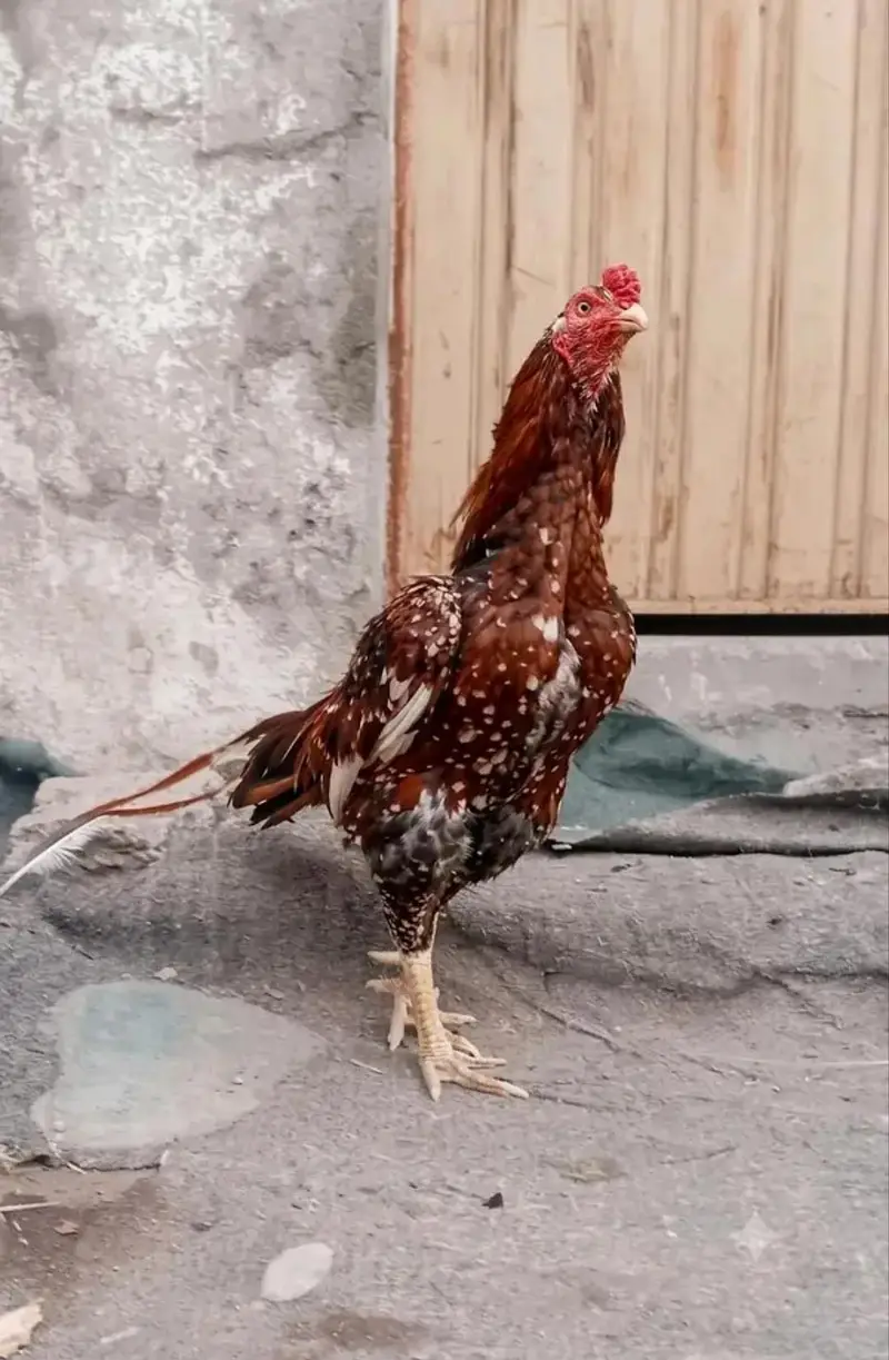 high quality Aseel male — photo 2