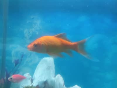 Healthy Comet Goldfish – Orange Goldfish | Aquarium Fish